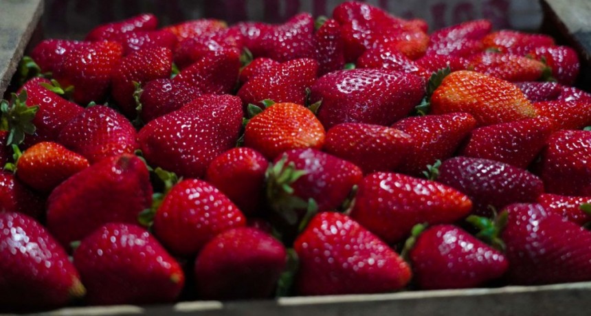 Llega a Escobar la Fiesta de la Frutilla